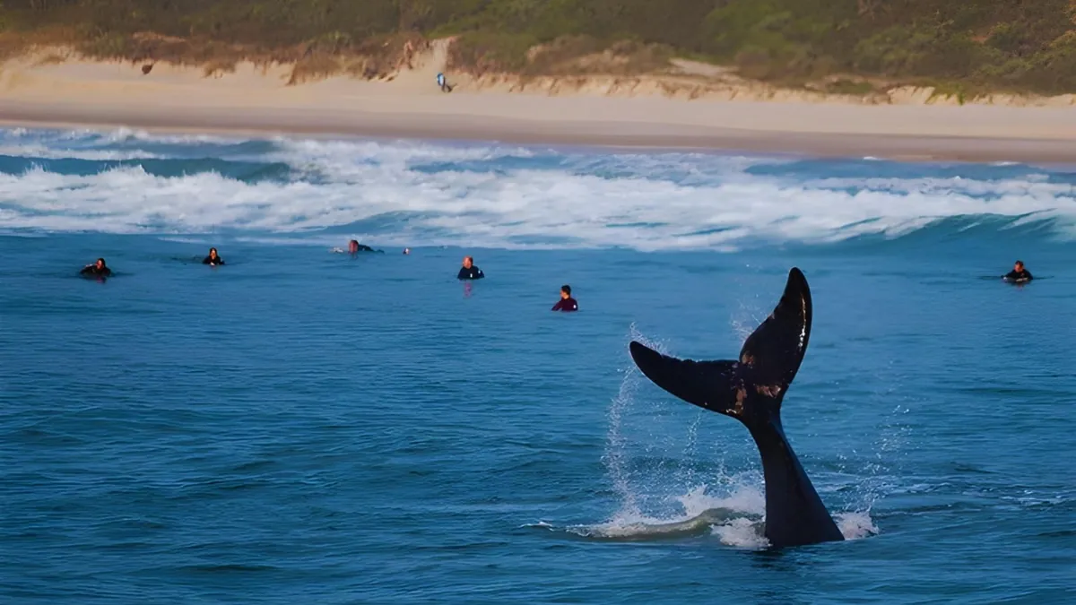 Cauda de baleia para fora da água, com surfistas ao fundo